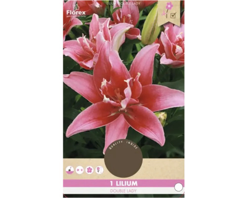 Bulbe de lys Florex 'Double Lady' 1 pièce