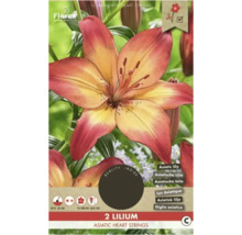 Verpackung mit zwei asiatischen Lilien der Sorte Heart Strings