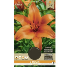 Paquet de trois lys orange