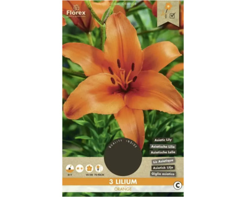 Bulbe de lys Florex 'Asiatic Orange' 3 pièces