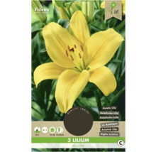 Gelbe Lilienblumenzwiebeln, geeignet für Gärten