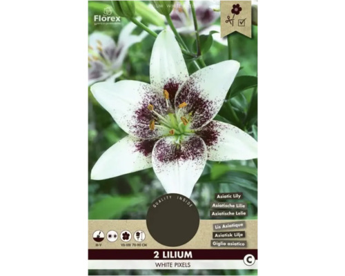 Bulbe de fleurs Lys asiatique Florex 'White Pixels' 2 pièces