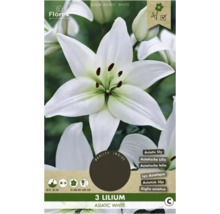 Packung mit drei weißen asiatischen Lilien