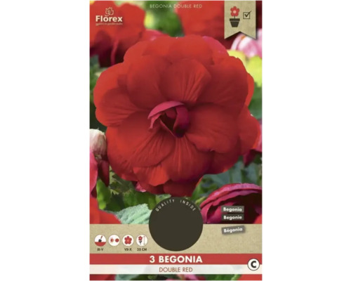 Bulbes de bégonias Florex 'Double Red' 3 pièces