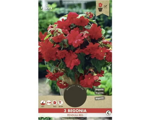 Bégonia retombant Florex 'Pendula Rouge' 3 pièces