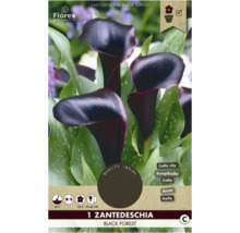 Zantedeschia Black Forest, aussi connu sous le nom de Calla