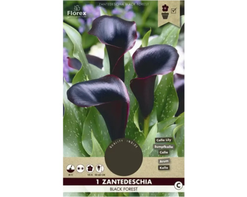 Bulbe Calla Florex 'Black Forest' 1 pièce