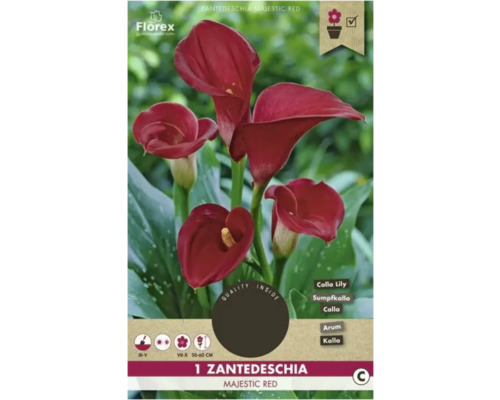 Bulbe à fleurs Calla Florex 'Majestic Red' 1 pièce