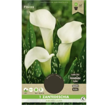 Zantedeschia Albomaculata Packung mit weißen Blüten