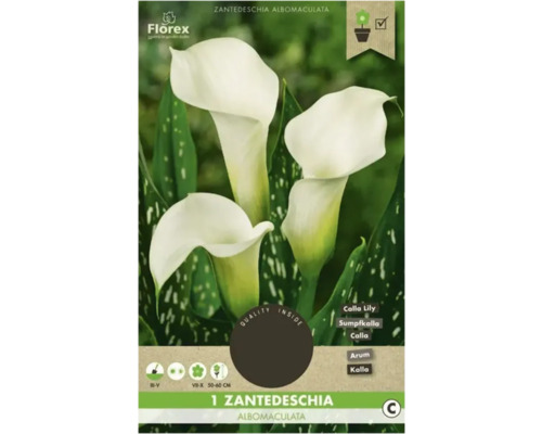 Bulbe de Calla Florex 'Albomaculata' 1 pièce