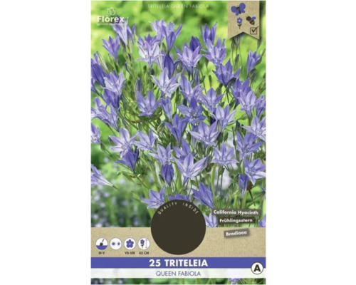 Bulbes de Triteleia Florex 'Queen Fabiola' 25 pièces