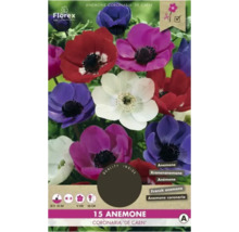 Verpackung mit 15 Anemonen coronaria ''de Caen''