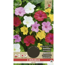 Bulbes de Mirabilis, belle-de-nuit Florex 'Jalapa' 3 pièces