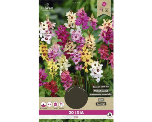 Bulbe d'Ixia 'Mélange multicolore' 20 pièces