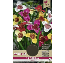 Packung Tigerblumen gemischt