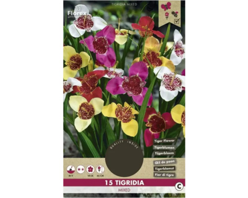 Bulbe de fleurs Fleur de tigre, Tigridia Florex 'Mélange coloré' 15 pièces