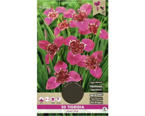 Blumenzwiebel Tigerblume Florex 'Dark Pink ' 20 Stück