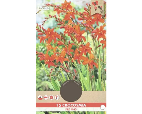 Bulbe de Montbrétia, Crocosmia Florex 'Fire King' 15 pièces