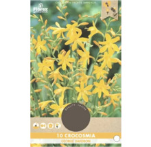 Packung mit 10 Crocosmia George Davidson Blumenzwiebeln