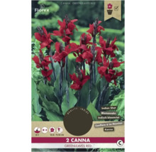 Verpackung mit zwei roten Canna Greenleaves Red Pflanzen
