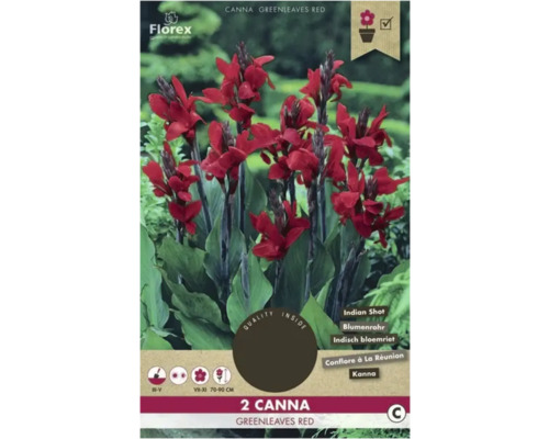 Bulbe Canna/tige de fleur Florex 'Grünlaubig rouge' 2 pièces