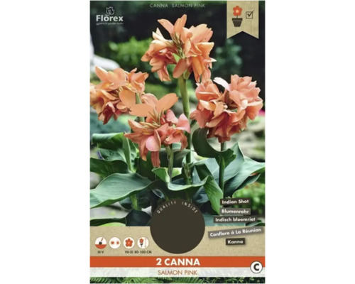 Bulbe de Canna Florex 'Salmon Pink' 2 pièces