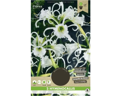 Bulbe d'Hymenocallis Florex 2 pièces