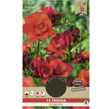 Florex Freesie Double Red Packung mit 15 Stück