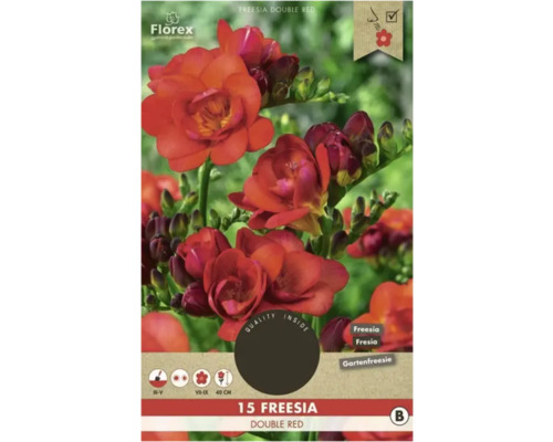 Bulbes de freesias Florex 'Gefüllte Rot' 15 pièces