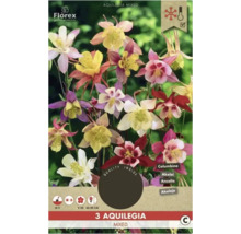 Akelei gemischt, winterhart