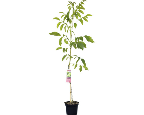 Walnussbaum im Topf mit Stützpfahl und Etikett