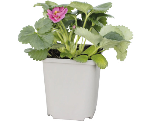 Fraisier avec fleur dans un pot