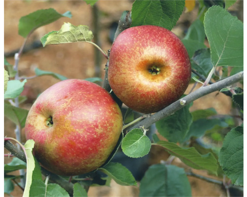 Deux pommes rouges sur l''arbre