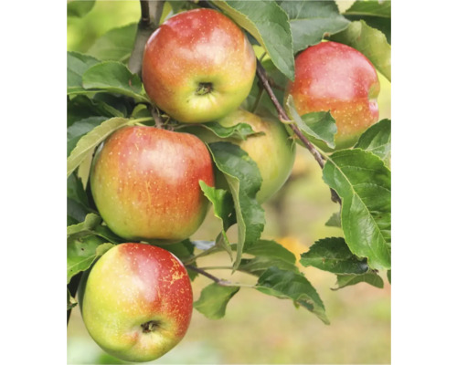 Apfel FLORINA® querina CO 10, 140-160 cm