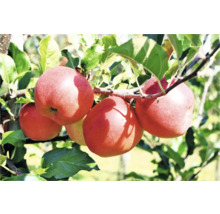 Pommier avec des pommes mûres sur les branches