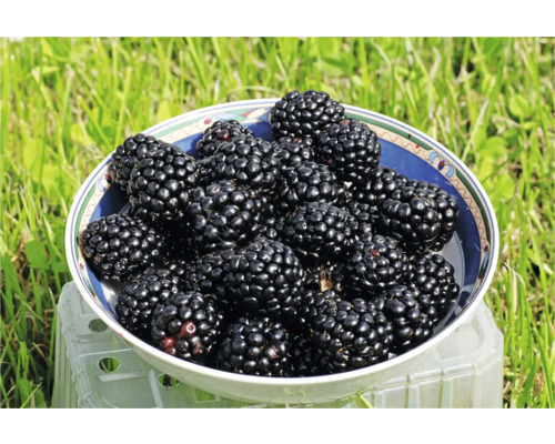 Zuckerbrombeere Asterina® fruloche spät, 90-120 cm schwarz