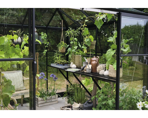 Serre avec plantes, étagères et accessoires de jardinage pour l''horticulture