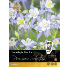 Emballage Aquilegia Blue Star, une plante vivace