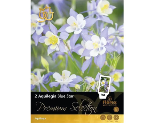 Rhizome de plante vivace ancolie, Aquilegia Premium Selection 'Blue Star' 2 pièces