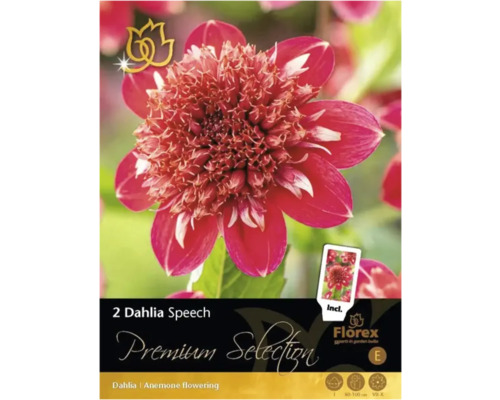 Blumenzwiebel Dahlie Premium Selection 'Speech' 1 Stück