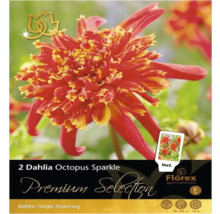 Verpackung mit zwei Dahlien Octopus Sparkle Blumenzwiebeln