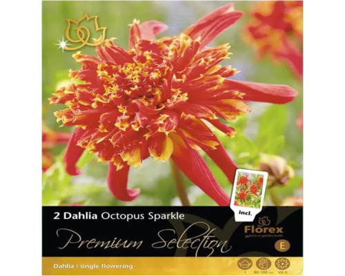 Bulbe de dahlia Premium Selection 'Octopus Sparkle' 1 pièce