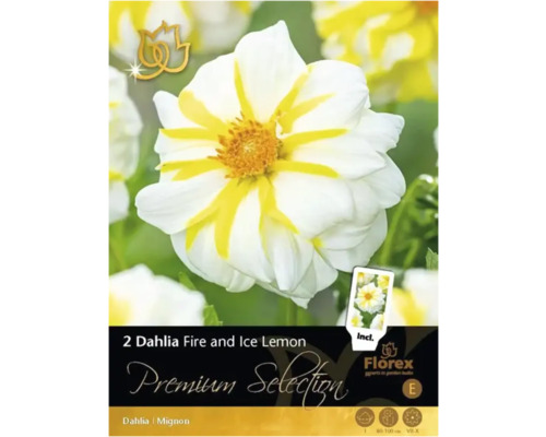 Bulbe de dahlia Premium Selection 'Fire and Ice' 1 pièce