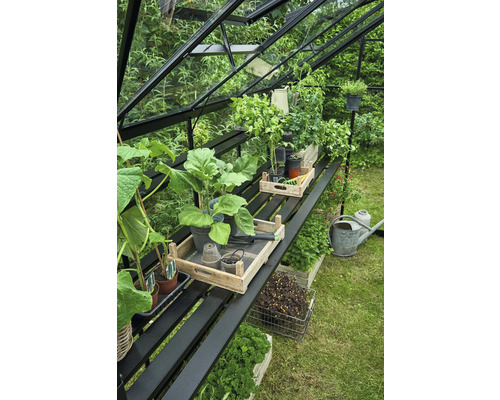 Serre avec des plantes sur des étagères et un arrosoir sur la pelouse