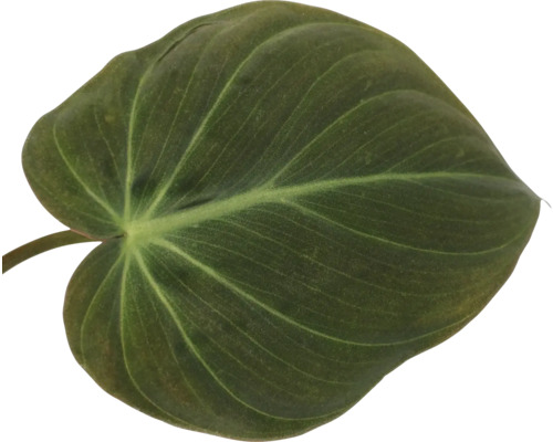 Einzelnes Blatt einer Zimmerpflanze