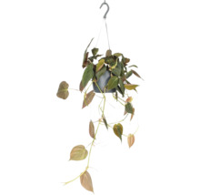 Plante suspendue avec des feuilles vertes dans un pot