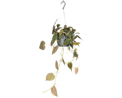 Plante suspendue avec des feuilles vertes dans un pot