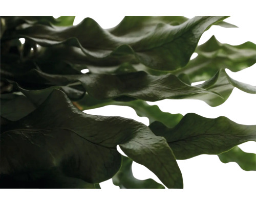 Nahaufnahme eines Nestfarns mit gewellten Blättern