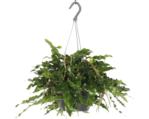 Fougère grimpante suspension FloraSelf Microgramma Monkey Hill suspension Ø 17 cm Plante suspendue avec des feuilles vertes dans un pot avec dispositif de suspension