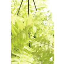 Plante suspendue fougère avec feuilles vertes
